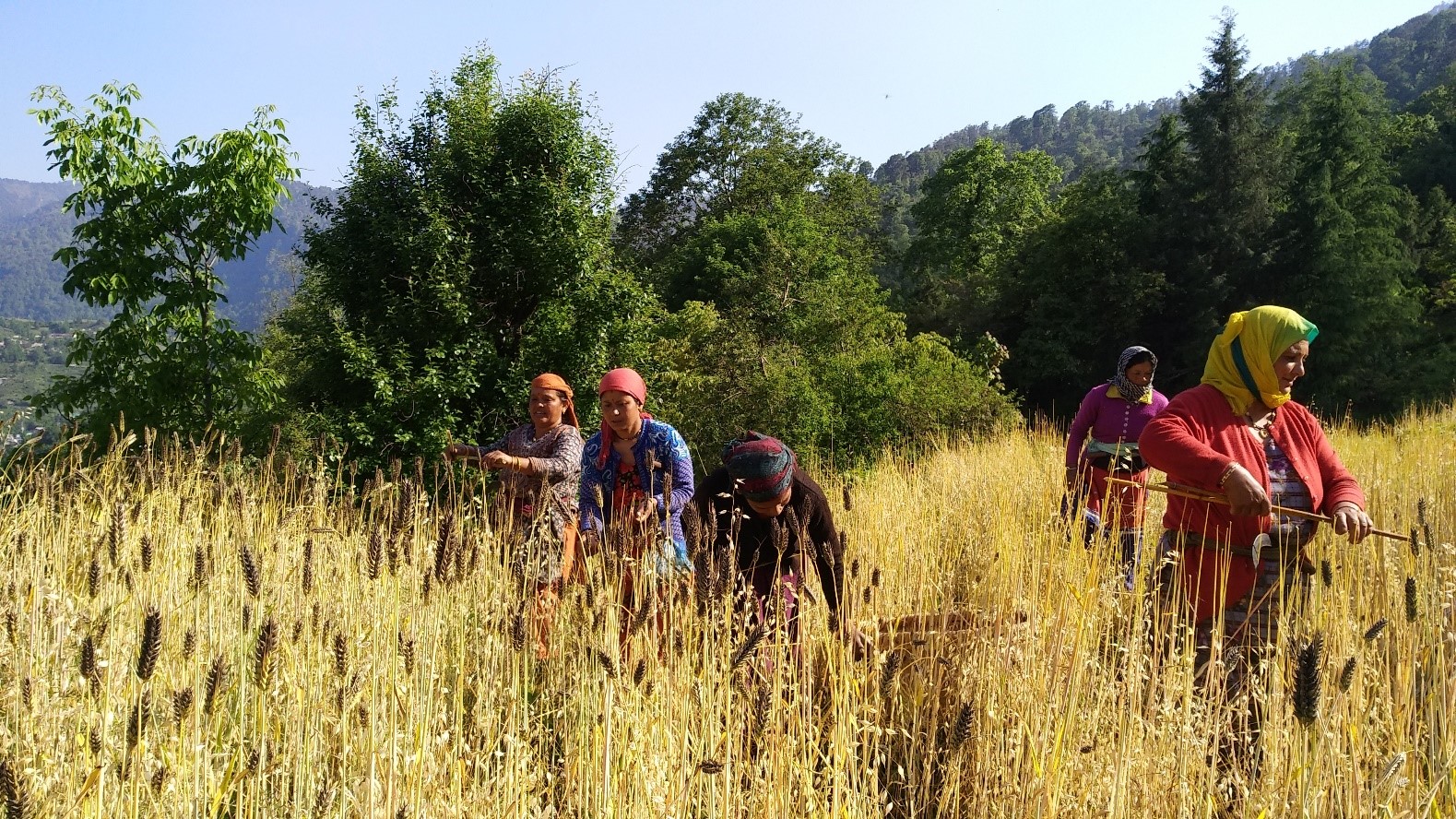 A Culture In A Grain Voices Of Rural India a-culture-in-a-grain-voices-of-rural-india
