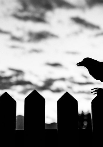 silhouette of bird on fence on focus photo