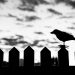 silhouette of bird on fence on focus photo