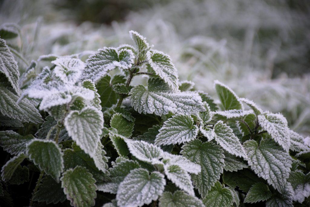 green leafed plants