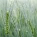 green wheat in close up photography