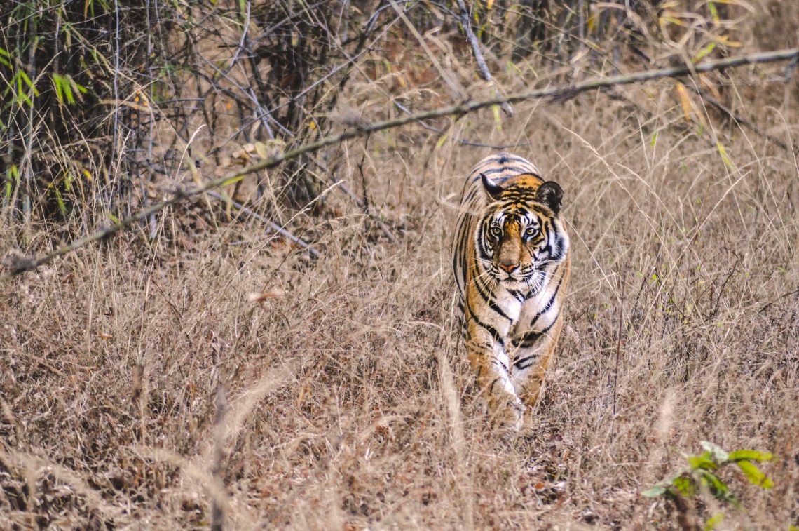 adult tiger walking on brown grass