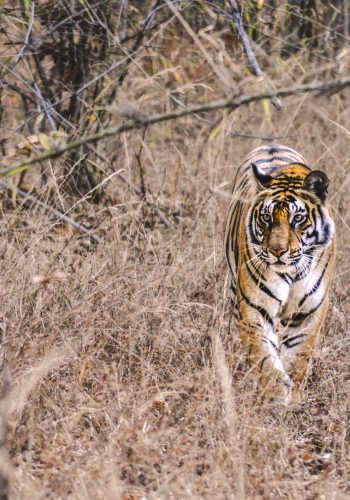 adult tiger walking on brown grass