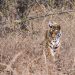 adult tiger walking on brown grass