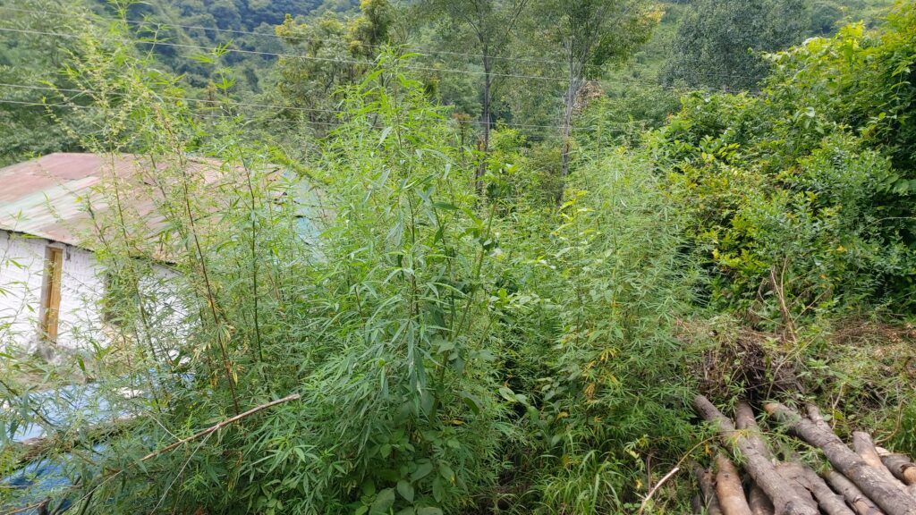 Wild cannabis plants growing in the Shivalik valley of Himachal Pradesh