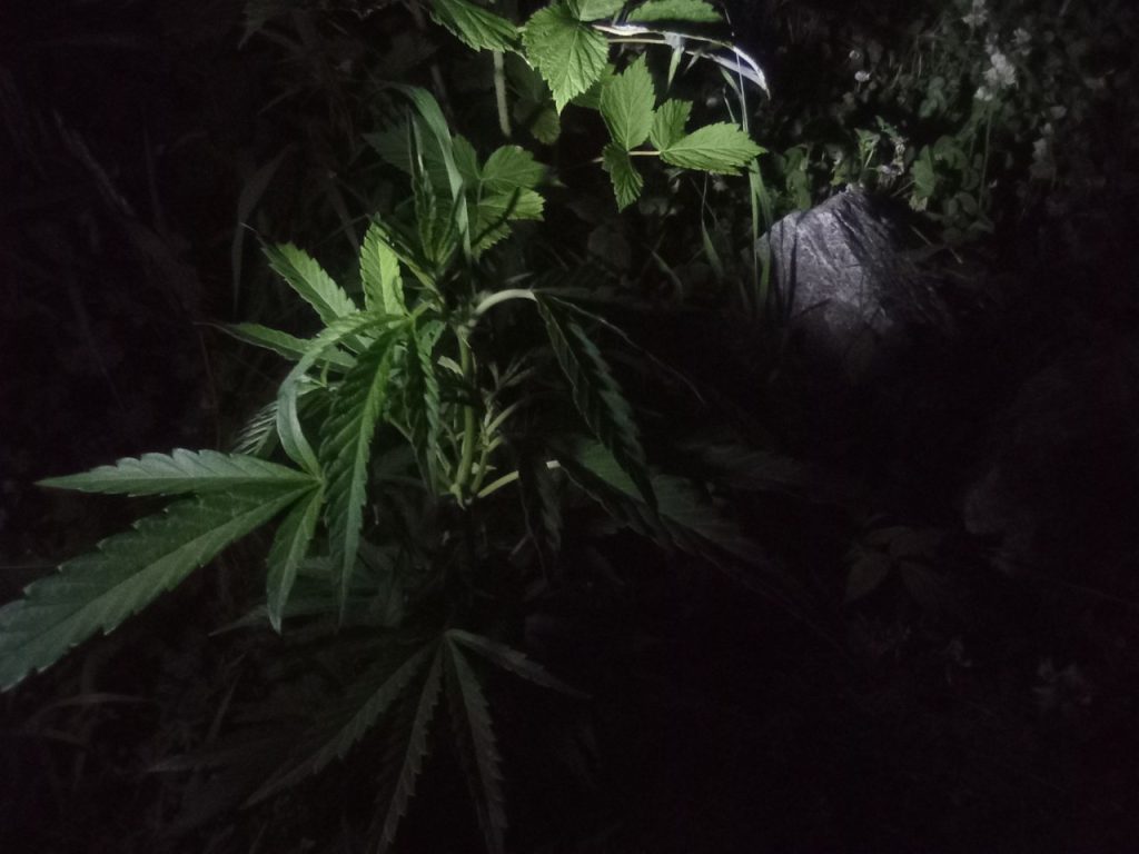 Wild cannabis plants growing in the Shivalik valley of Himachal Pradesh