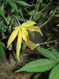Wild cannabis plants growing in the Shivalik valley of Himachal Pradesh