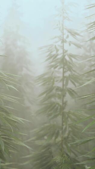 Wild cannabis plants growing in the Shivalik valley of Himachal Pradesh