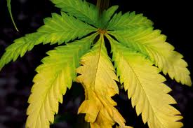 Wild cannabis plants growing in the Shivalik valley of Himachal Pradesh