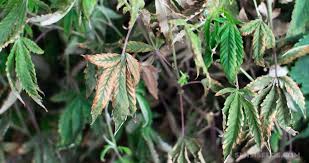Wild cannabis plants growing in the Shivalik valley of Himachal Pradesh